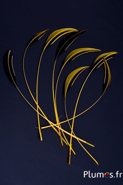 Canard Mandarin strippé - 15-20 cm - jaune